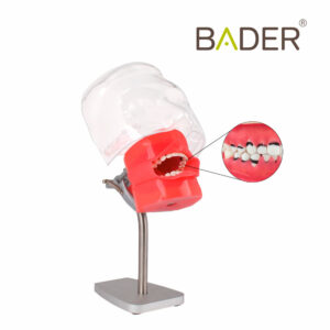 0904013- Fantoma de periodoncia para mesa